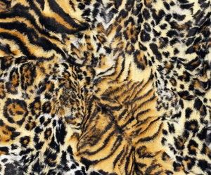 Blanket: Wildcat Bengal on Shaggy White